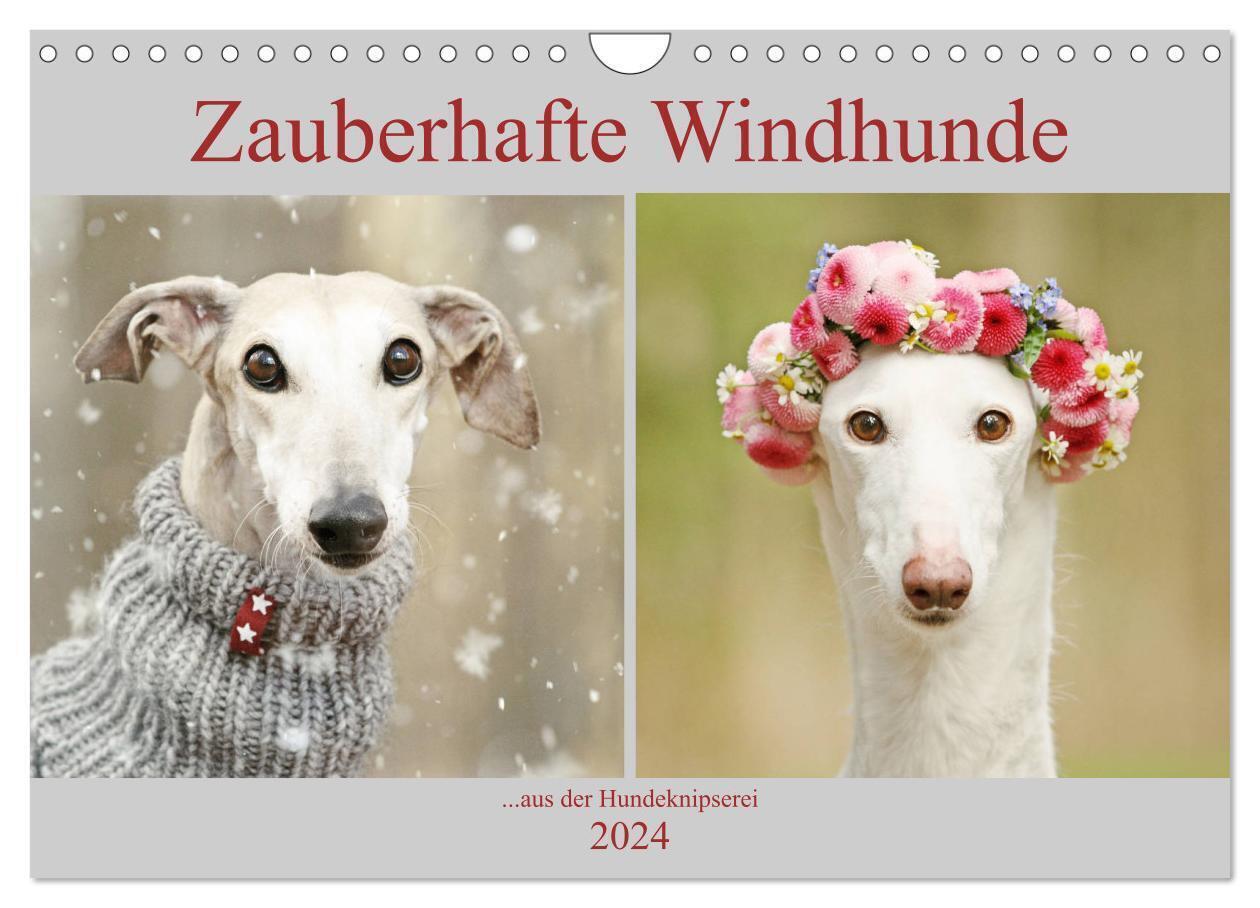 Cover: 9783675756823 | Zauberhafte Windhunde (Wandkalender 2024 DIN A4 quer), CALVENDO...