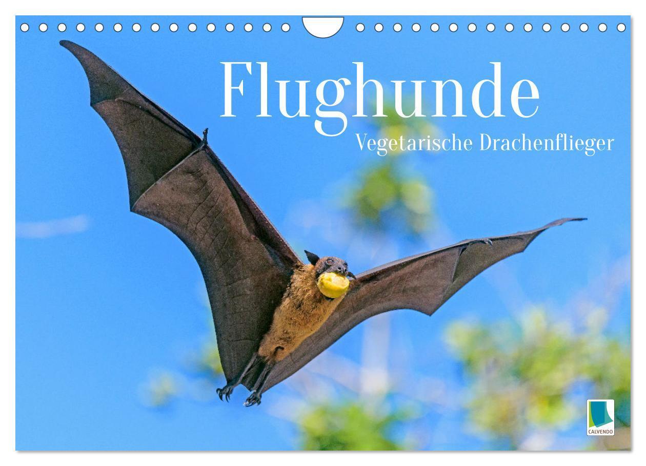 Cover: 9783435061457 | Flughunde: Vegetarische Drachenflieger (Wandkalender 2025 DIN A4...