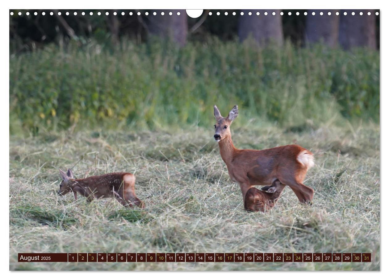 Bild: 9783457175989 | Zauberhafte Wesen - anmutiges Rehwild (Wandkalender 2025 DIN A3...