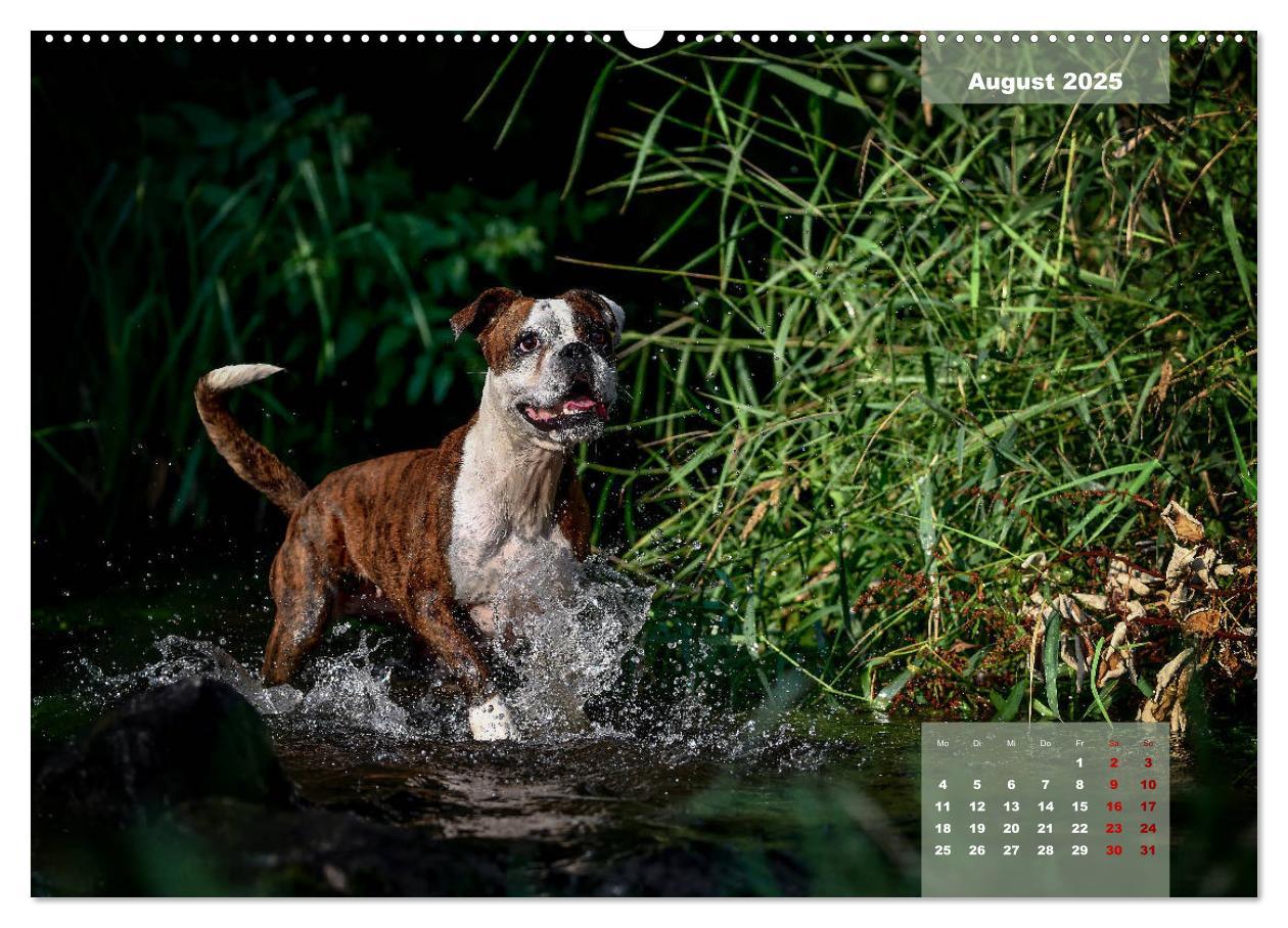 Bild: 9783435110452 | Boxer Frech und fröhlich durch das Jahr (Wandkalender 2025 DIN A2...