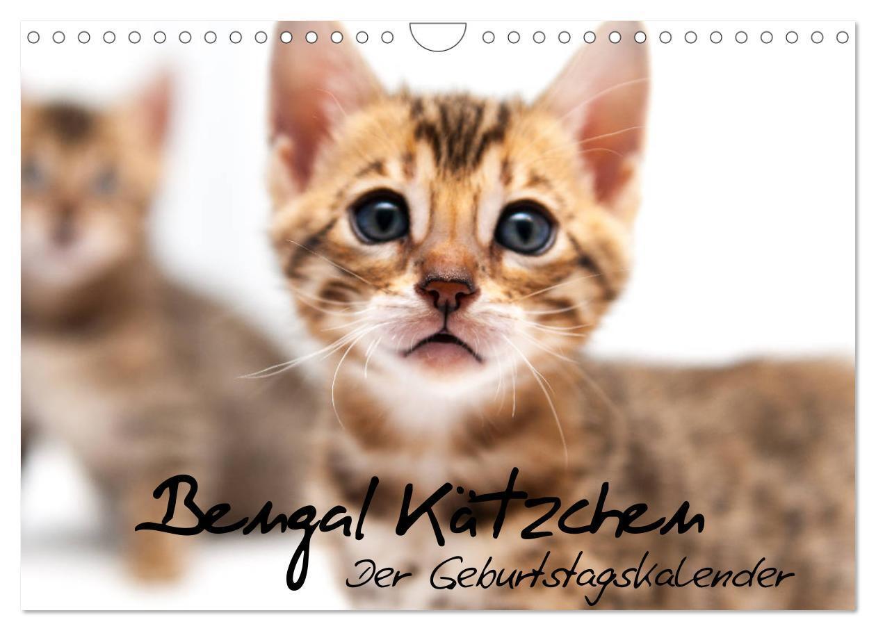 Cover: 9783383186899 | Bengal Kätzchen - Der Geburtstagskalender (Wandkalender 2024 DIN A4...