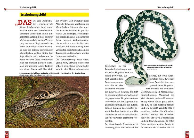 Bild: 9783866592889 | Die Ringelnatter | Natrix natrix | Thomas Klesius (u. a.) | Buch