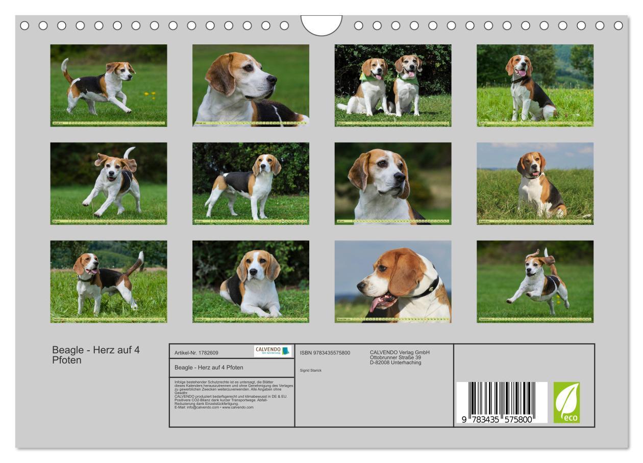 Bild: 9783435575800 | Beagle - Herz auf 4 Pfoten (Wandkalender 2025 DIN A4 quer),...