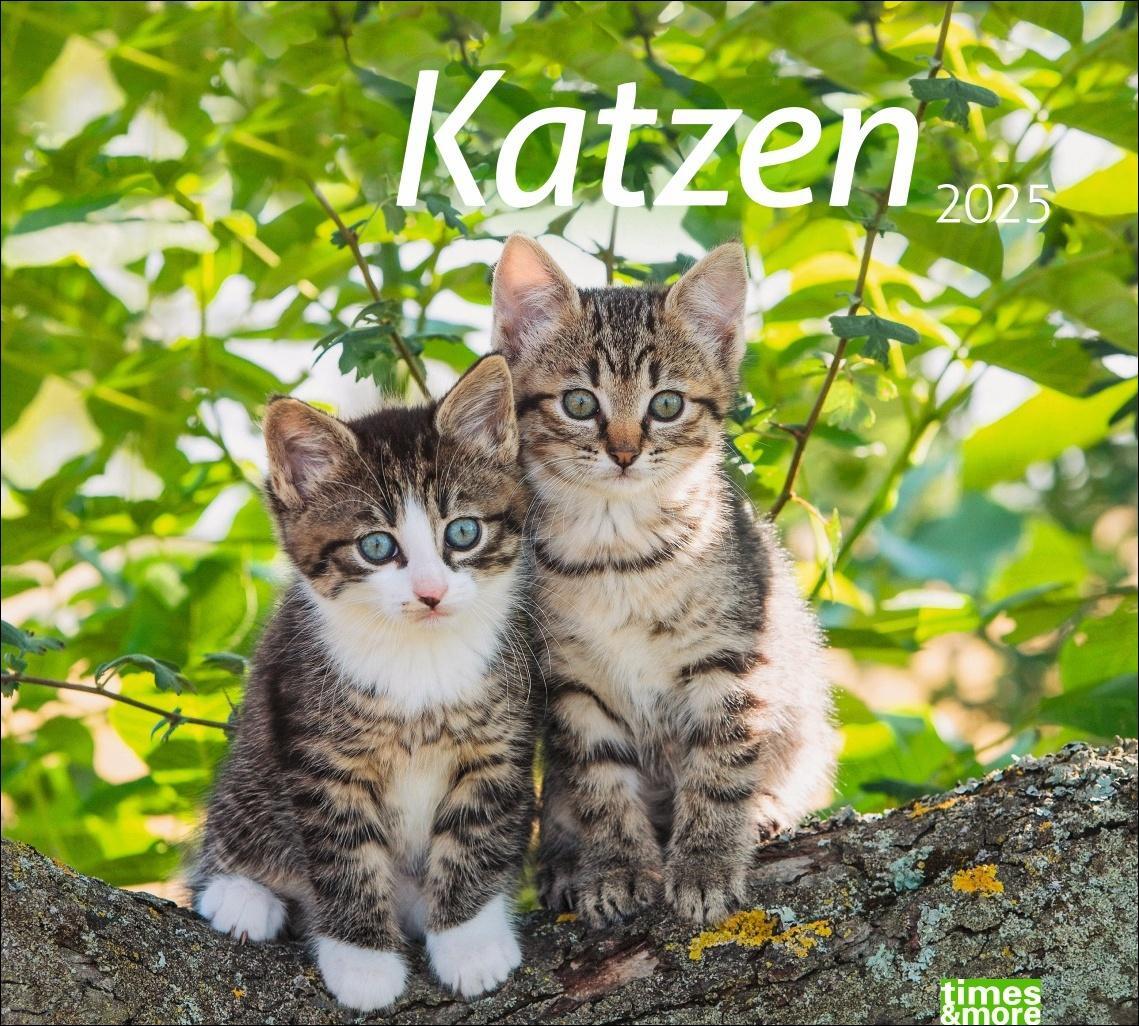 Cover: 9783756406852 | Katzen Bildkalender 2025 | Heye | Kalender | times&amp;more Kalender Heye