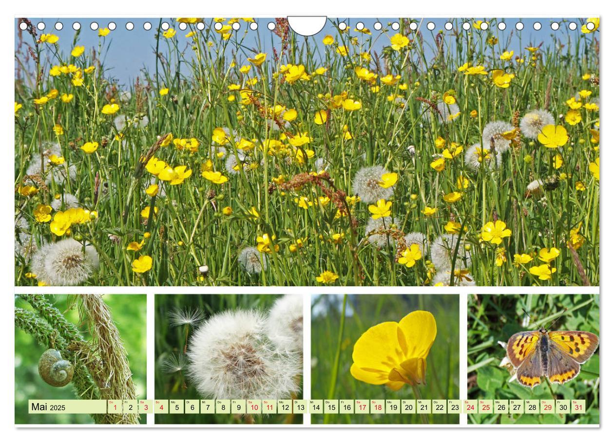 Bild: 9783435221837 | Blütenmeer am Wegesrand (Wandkalender 2025 DIN A4 quer), CALVENDO...