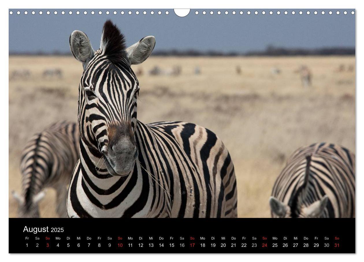 Bild: 9783435837793 | Wildlife Namibia (Wandkalender 2025 DIN A3 quer), CALVENDO...