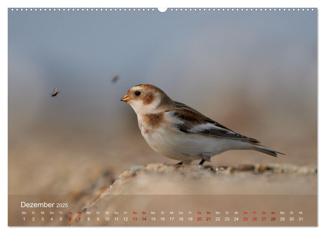 Bild: 9783435020027 | Vögel an Deutschlands Küsten (Wandkalender 2025 DIN A2 quer),...