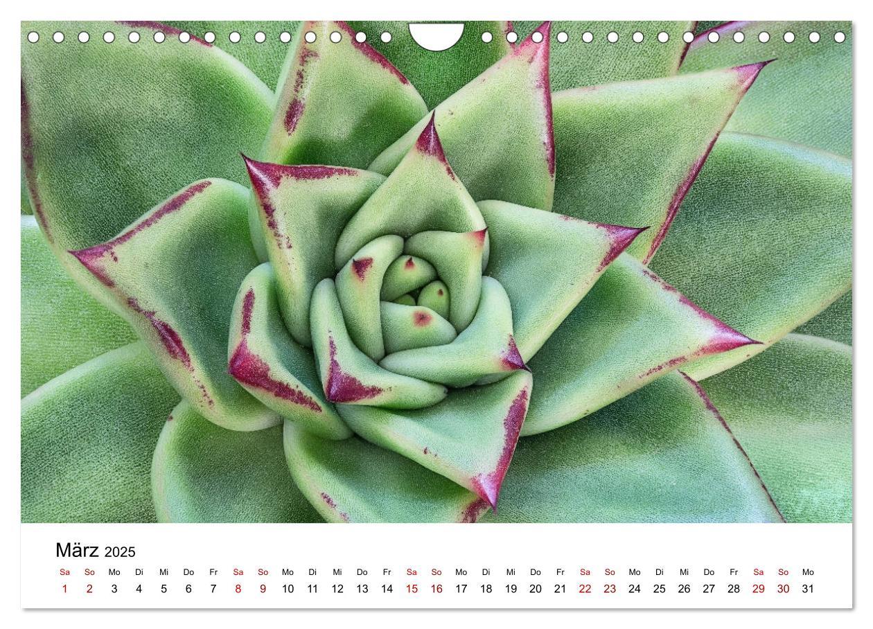 Bild: 9783435292066 | Sukkulenten Galerie (Wandkalender 2025 DIN A4 quer), CALVENDO...