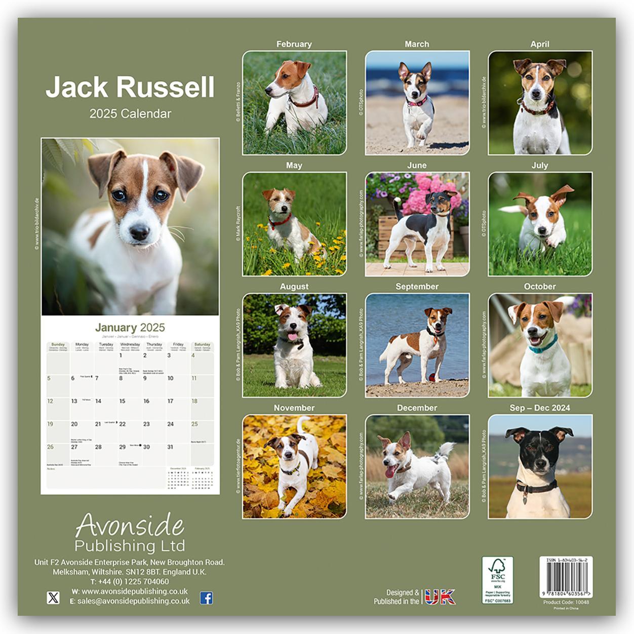 Rückseite: 9781804603567 | Jack Russell Terrier 2025 - 16-Monatskalender | Ltd | Kalender | 13 S.