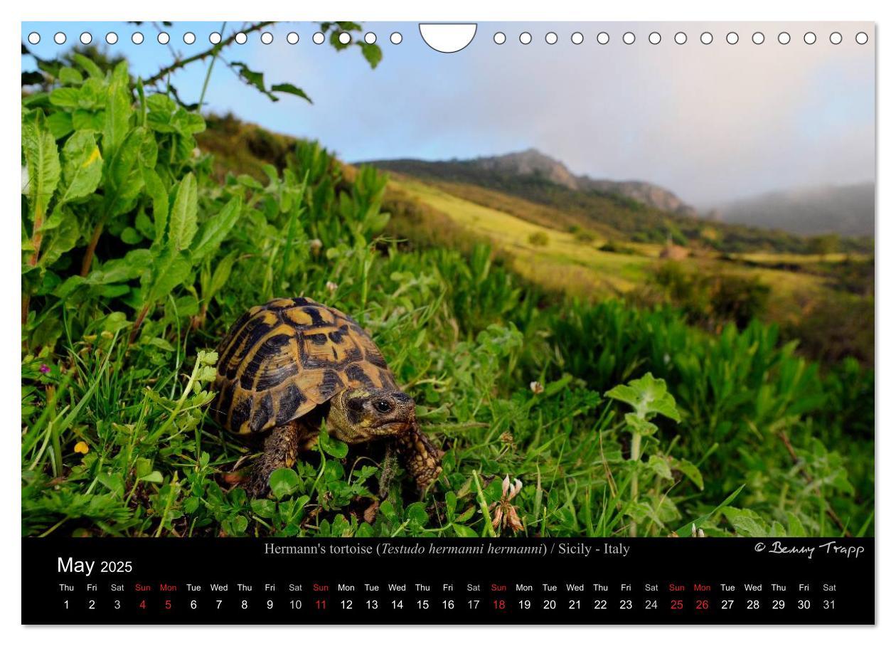 Bild: 9781325996001 | European Tortoises / UK-Version (Wall Calendar 2025 DIN A4...