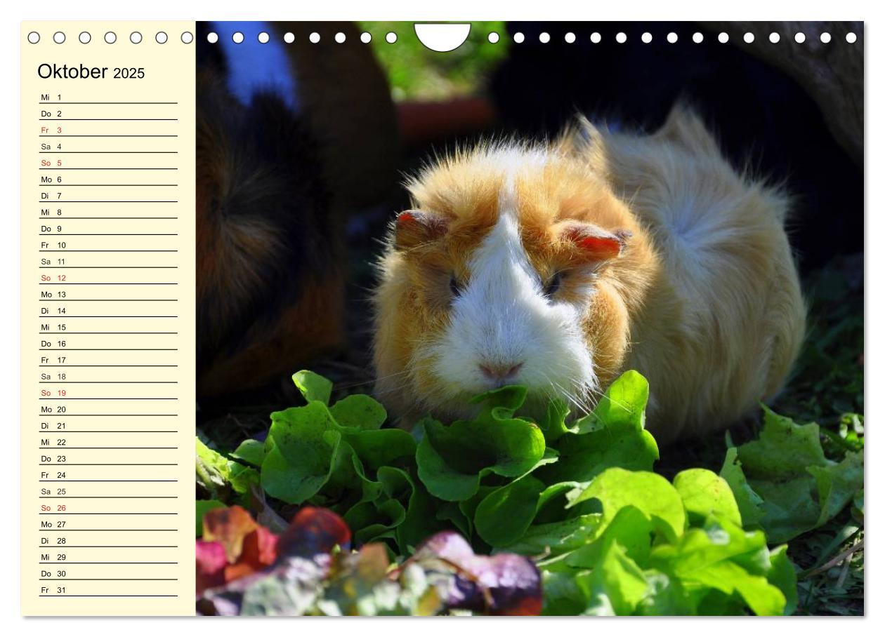 Bild: 9783435509621 | Meerschweinchen. Geliebte Nager (Wandkalender 2025 DIN A4 quer),...