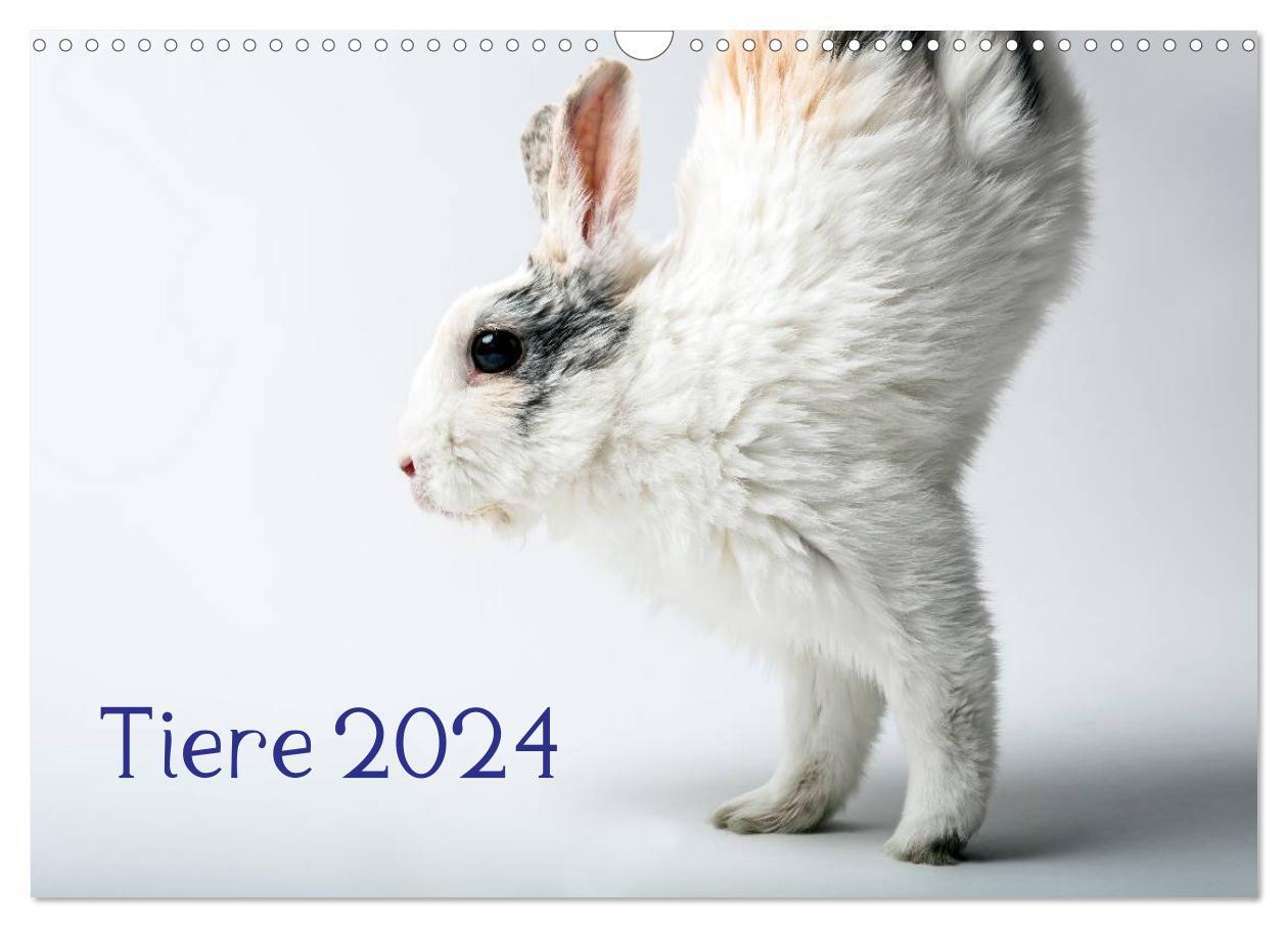 Cover: 9783383555718 | Tiere 2024 (Wandkalender 2024 DIN A3 quer), CALVENDO Monatskalender