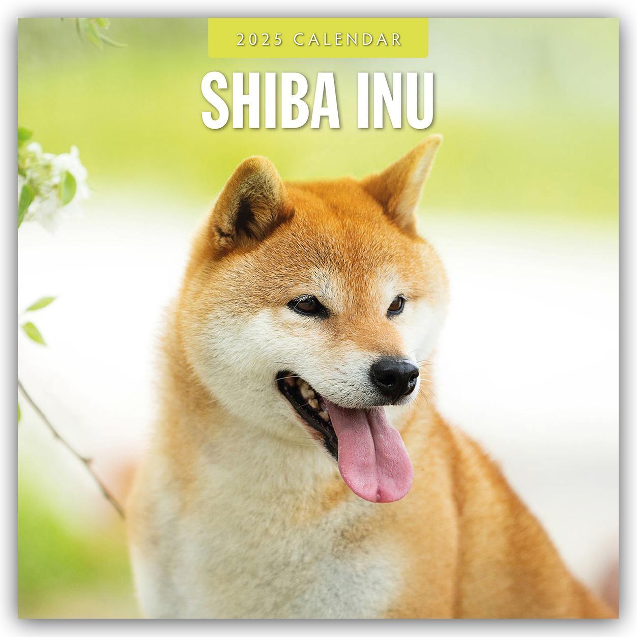 Cover: 9781804425107 | Shiba Inu 2025 - 16-Monatskalender | Robin Red | Kalender | 14 S.