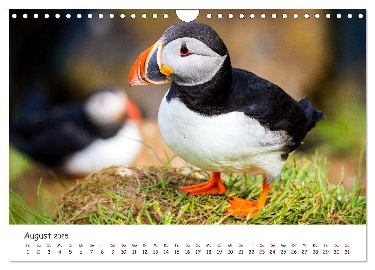 Bild: 9783383938412 | Die Welt der Papageientaucher - Islands Wildvögel (Wandkalender...