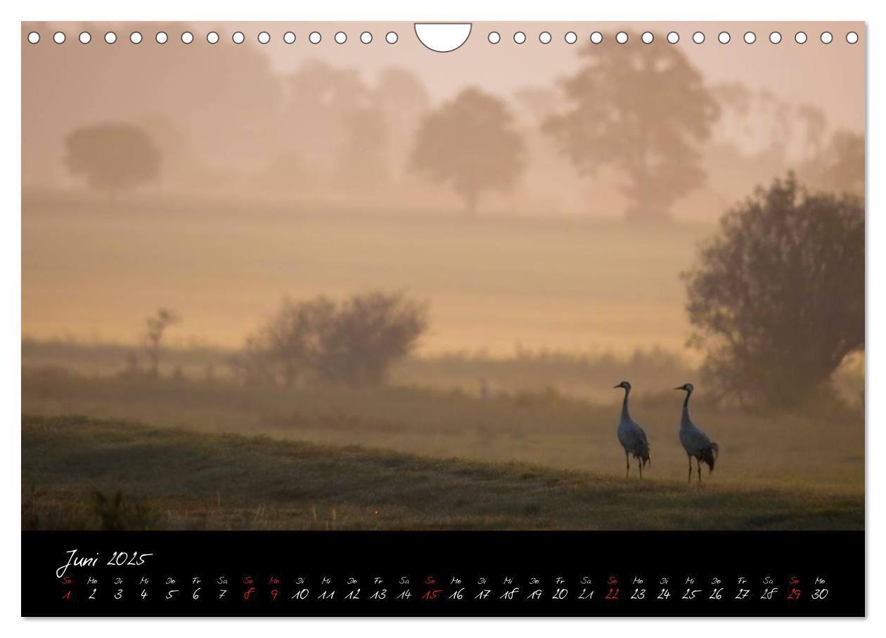 Bild: 9783435817054 | Kraniche - Vögel des Glücks (Wandkalender 2025 DIN A4 quer),...