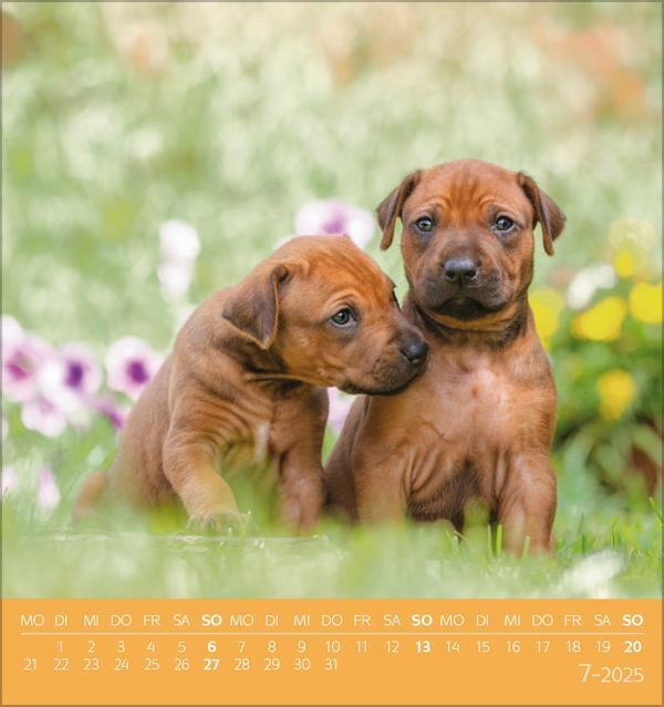 Bild: 9783731876717 | Hunde 2025 | aufstellbarer Postkartenkalender | Verlag Korsch | 13 S.