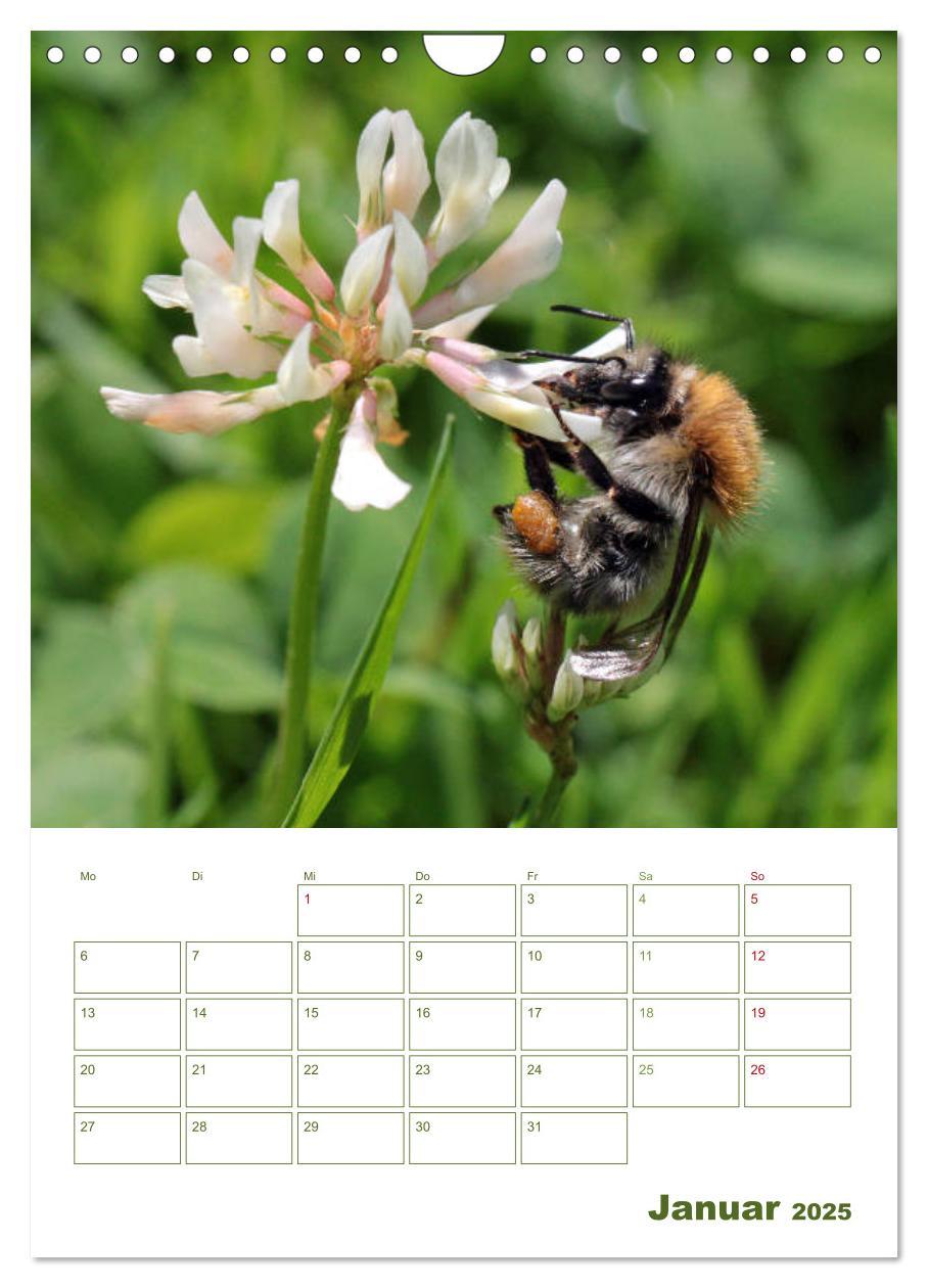 Bild: 9783457002001 | Wildbienen-Terminplaner 2025 (Wandkalender 2025 DIN A4 hoch),...