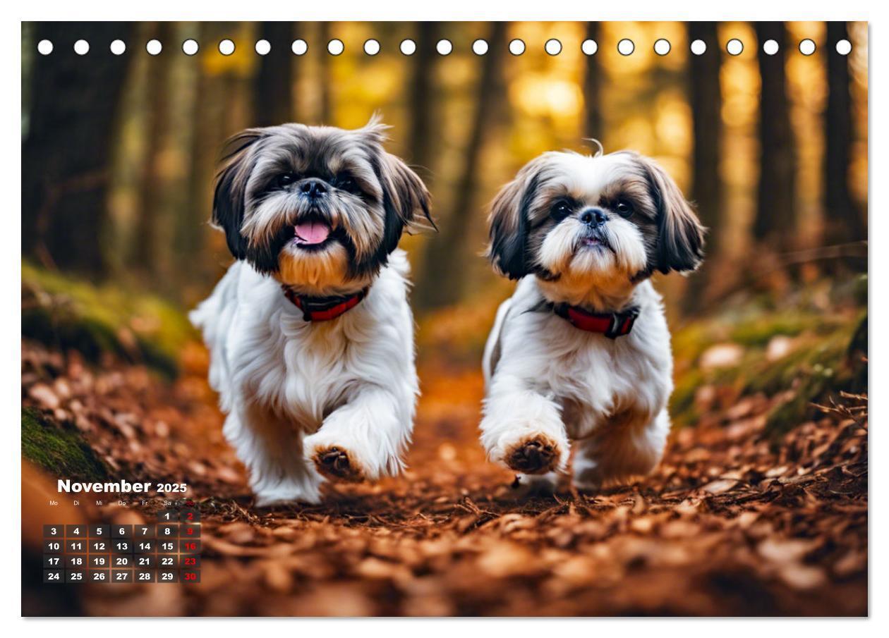 Bild: 9783435647279 | Shih Tzu - der wuschelige Hund aus Tibet (Tischkalender 2025 DIN A5...