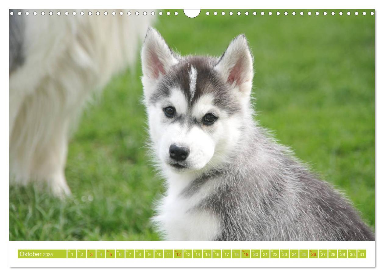 Bild: 9783435747856 | Siberian Husky - der Urtyp (Wandkalender 2025 DIN A3 quer),...