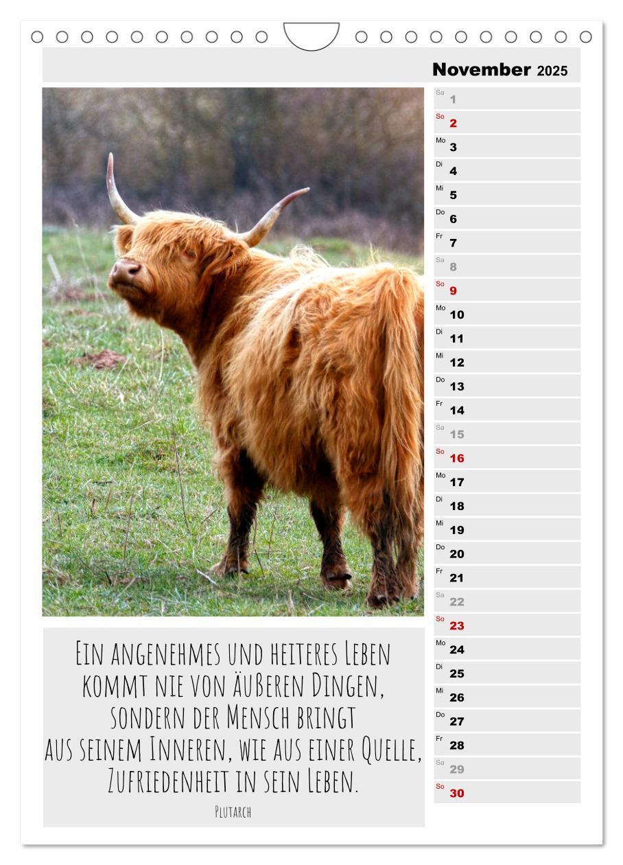 Bild: 9783435894338 | Coole Rindviecher (Wandkalender 2025 DIN A4 hoch), CALVENDO...