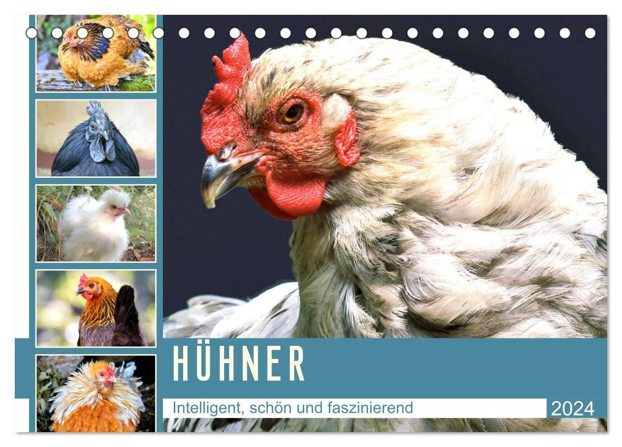 Cover: 9783675986077 | Hühner. Intelligent, schön und faszinierend (Tischkalender 2024 DIN...