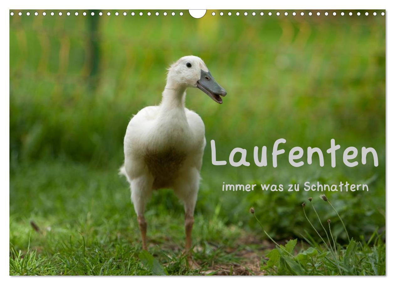 Cover: 9783435568925 | Laufenten immer was zu Schnattern (Wandkalender 2025 DIN A3 quer),...