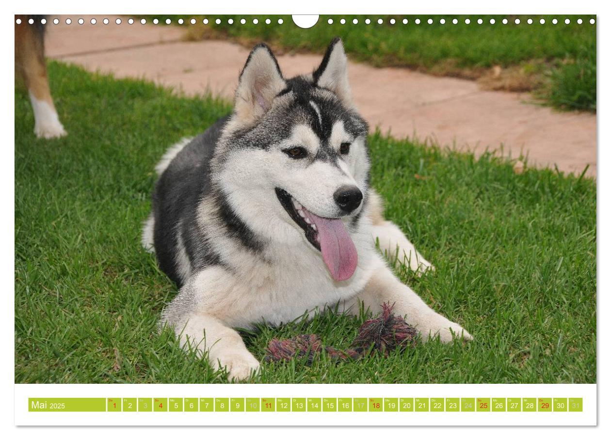 Bild: 9783435747856 | Siberian Husky - der Urtyp (Wandkalender 2025 DIN A3 quer),...