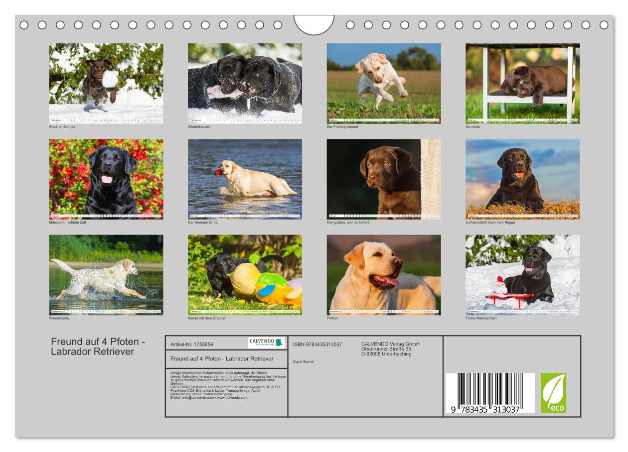 Bild: 9783435313037 | Freund auf 4 Pfoten - Labrador Retriever (Wandkalender 2025 DIN A4...