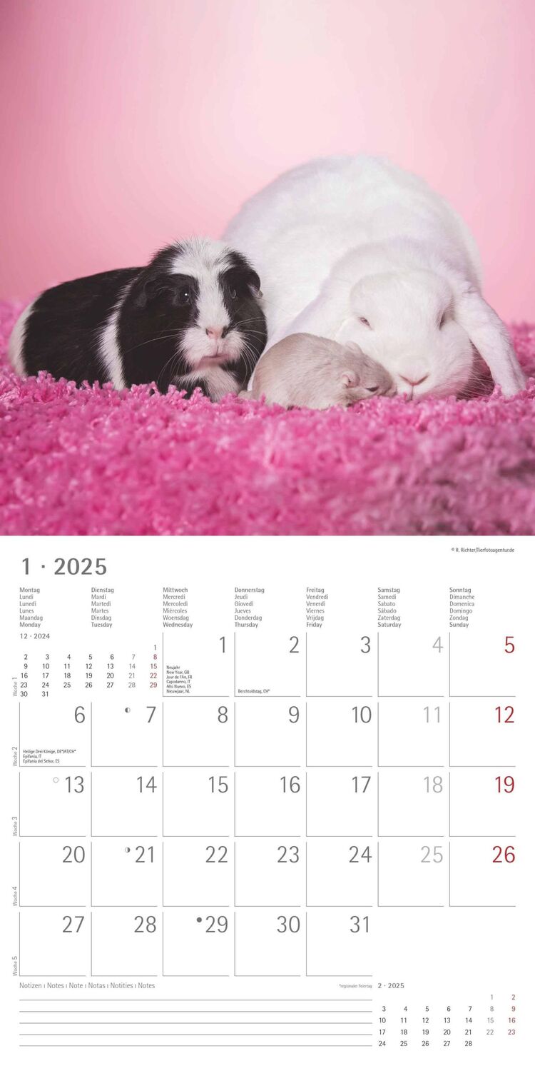 Bild: 4251732340780 | Tierfreundschaften 2025 - Broschürenkalender 30x30 cm (30x60...