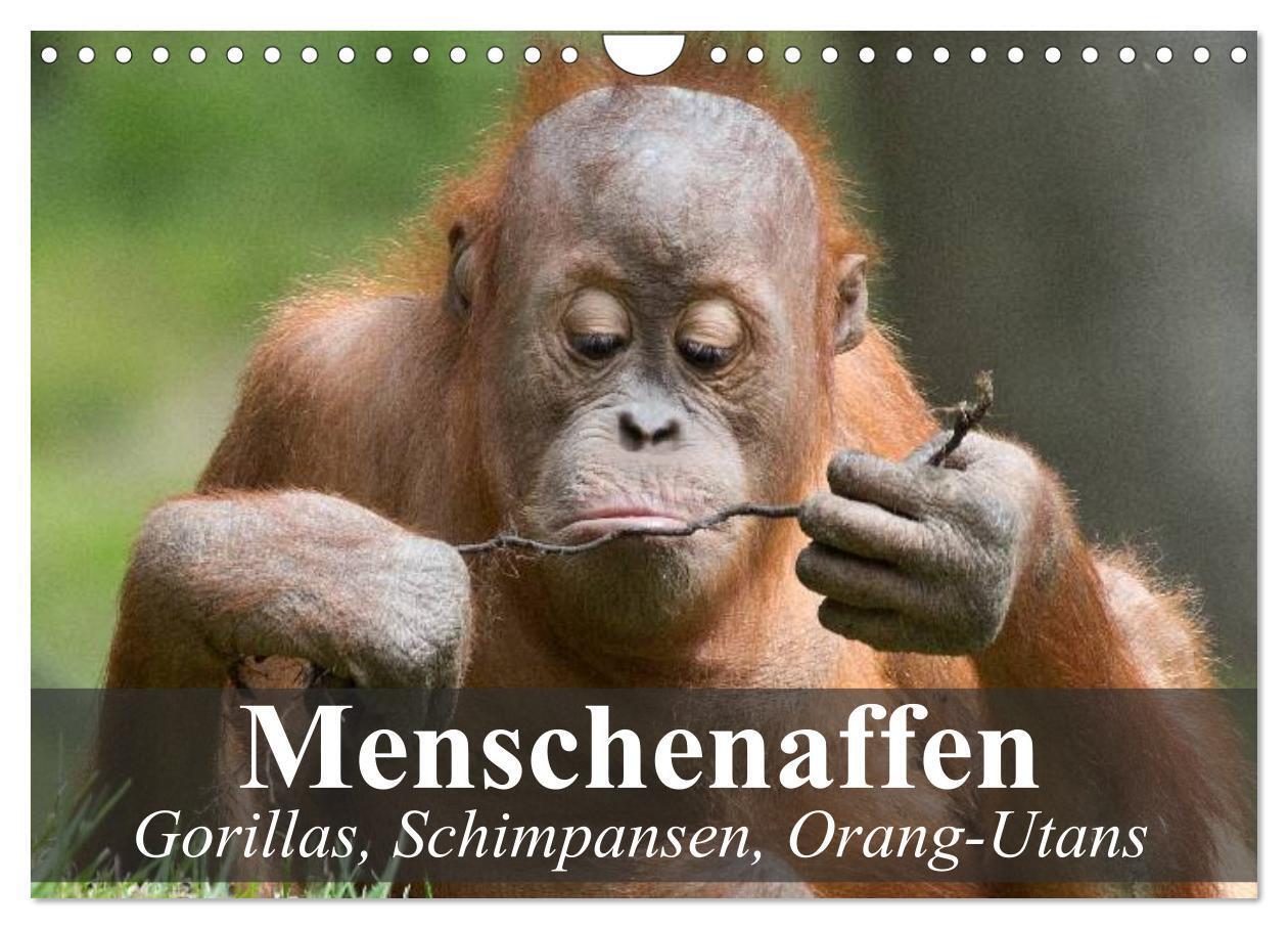 Cover: 9783675765320 | Menschenaffen. Gorillas, Schimpansen, Orang-Utans (Wandkalender...