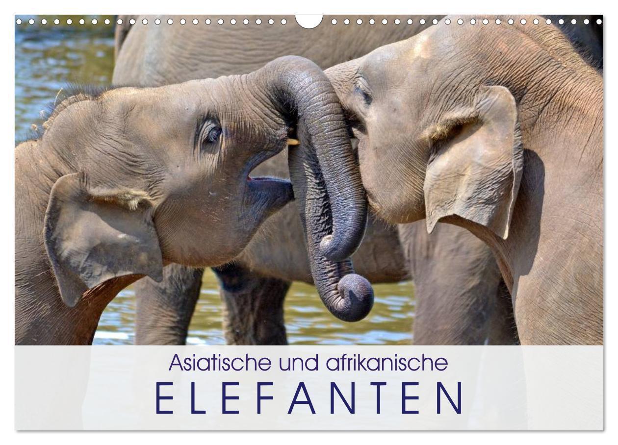 Cover: 9783383269493 | Asiatische und afrikanische Elefanten (Wandkalender 2024 DIN A3...