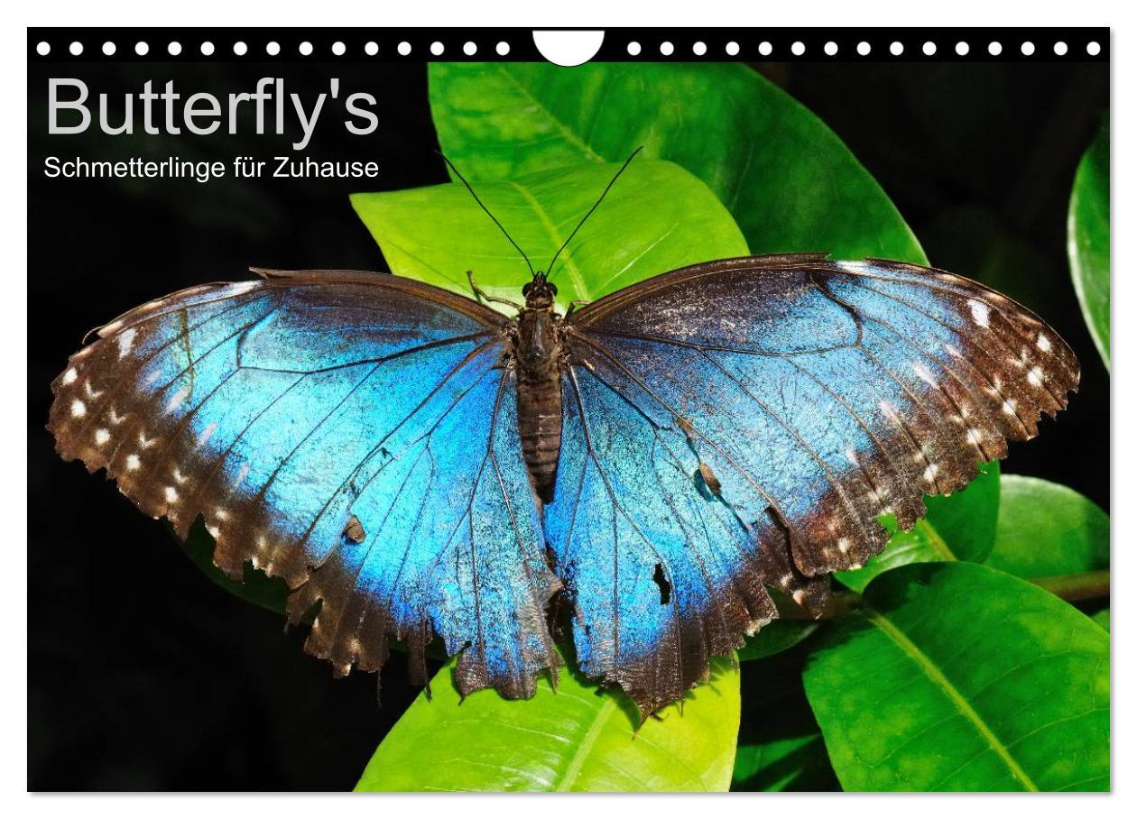 Cover: 9783435812813 | Butterfly's - Schmetterlinge für Zuhause (Wandkalender 2025 DIN A4...