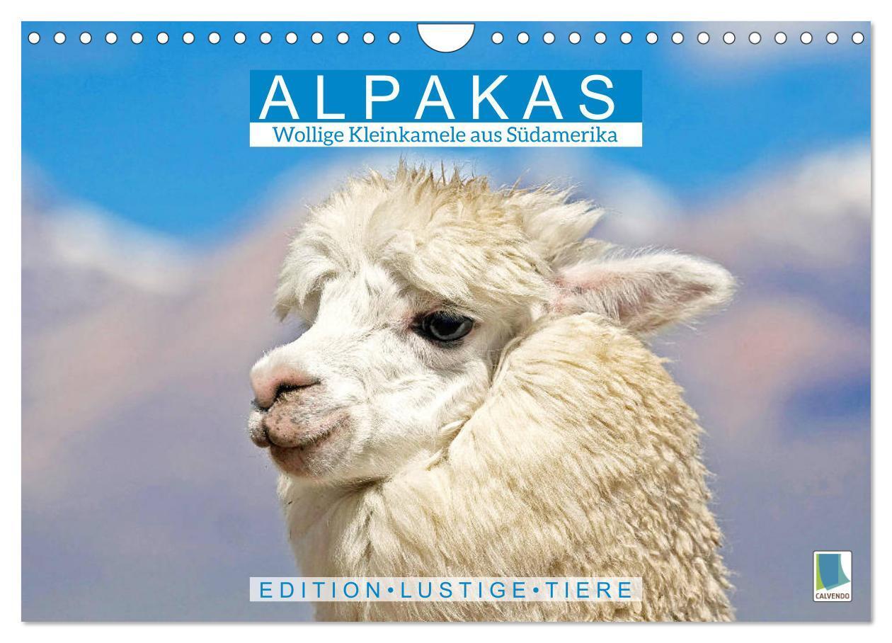 Cover: 9783675799813 | Alpakas: Wollige Kleinkamele aus Südamerika - Edition lustige Tiere...