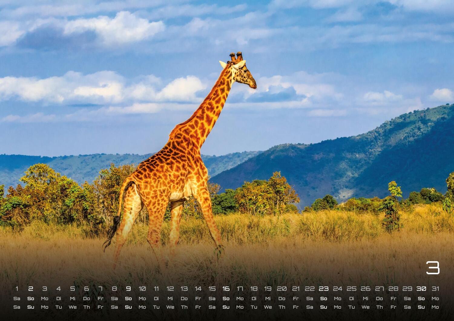 Bild: 9783986734374 | Afrikas Tierwelt - Der Tierkalender - 2025 - Kalender DIN A2 | de