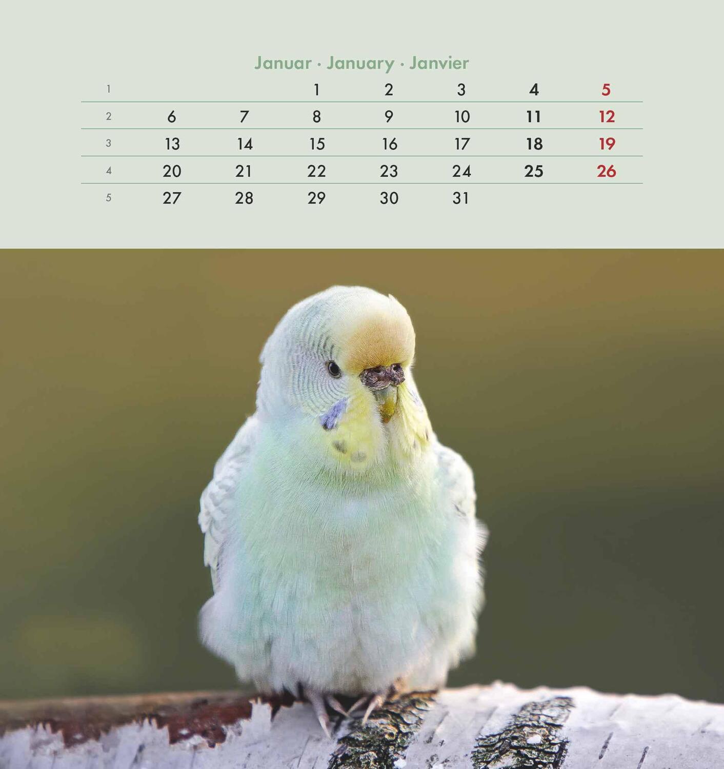 Bild: 4251732342319 | Wellensittiche 2025 - Postkartenkalender 16x17 cm - Budgies - zum...