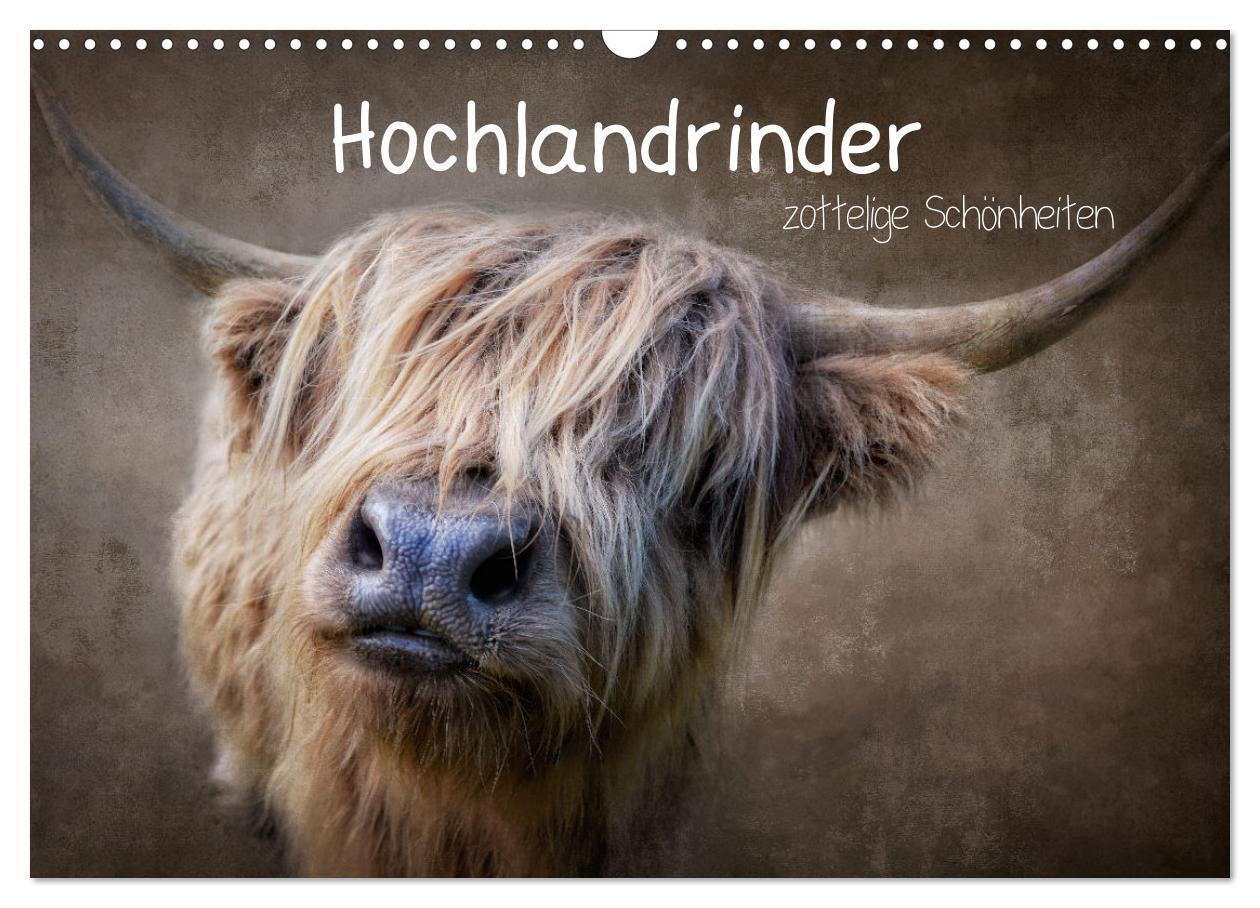 Cover: 9783675661172 | Hochlandrinder - Zottelige Schönheiten (Wandkalender 2024 DIN A3...