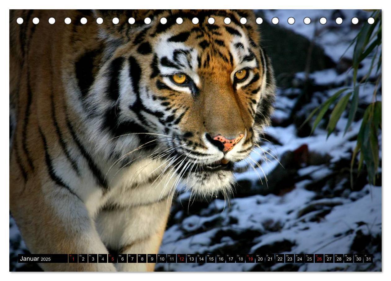 Bild: 9783435832361 | Tiger - die leisen Jäger des Dschungels (Tischkalender 2025 DIN A5...