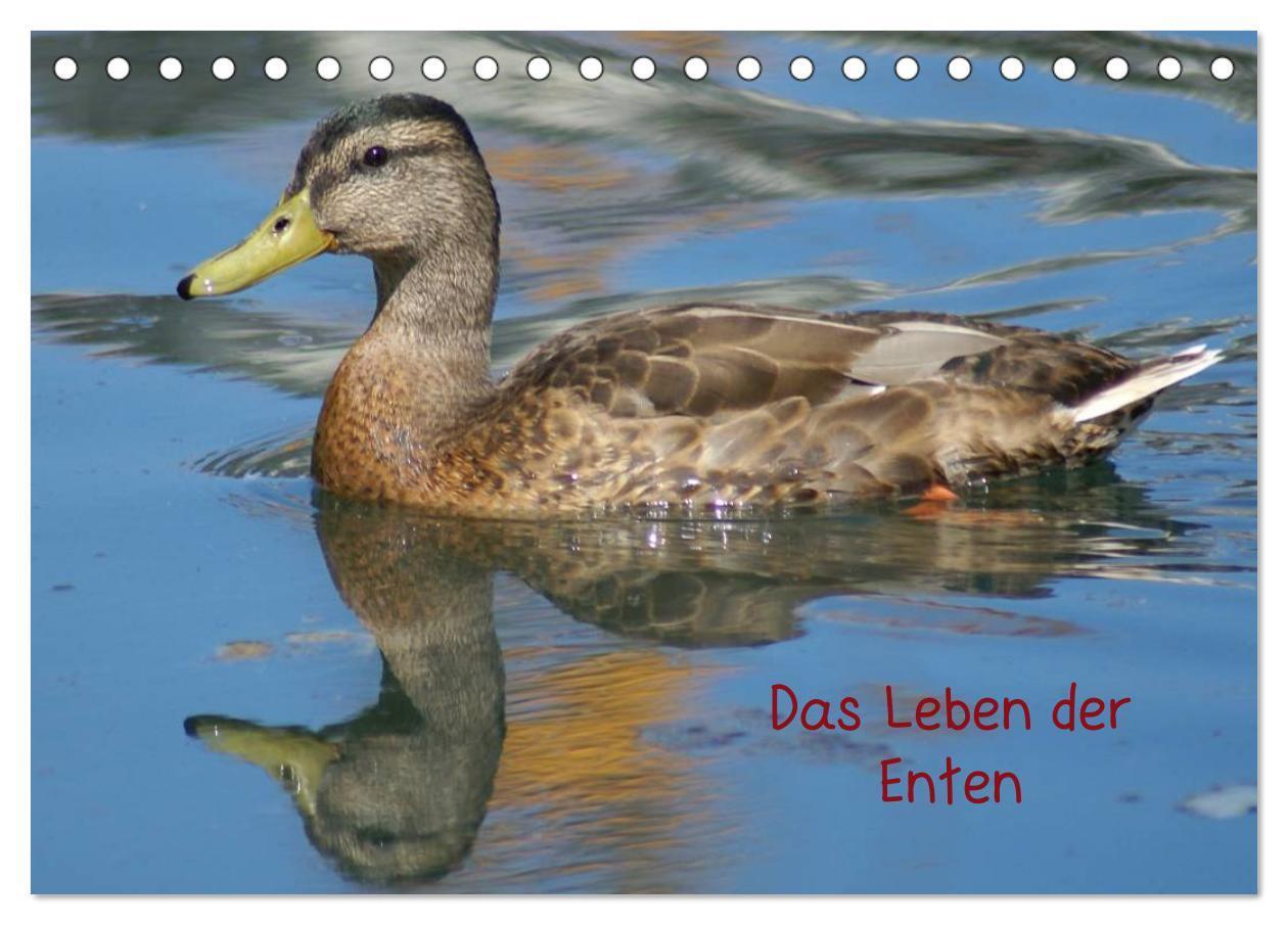 Cover: 9783383635960 | Das Leben der Enten (Tischkalender 2024 DIN A5 quer), CALVENDO...