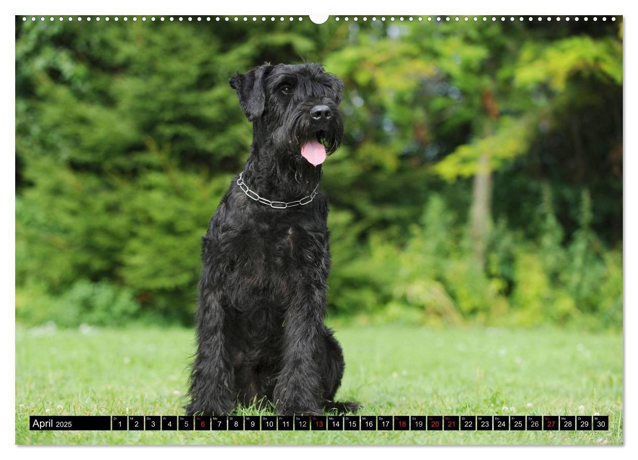 Bild: 9783435572663 | Treuer Freund Riesenschnauzer (hochwertiger Premium Wandkalender...