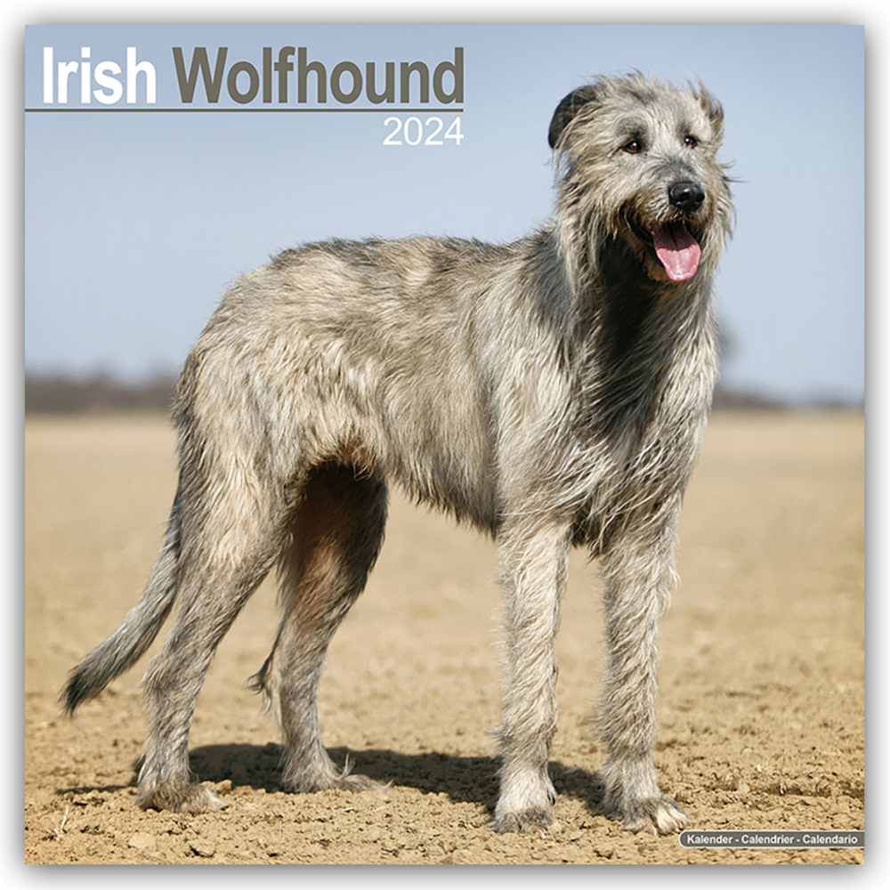 Cover: 9781804600559 | Irish Wolfhound - Irischer Wolfshund 2024 - 16-Monatskalender | Ltd.