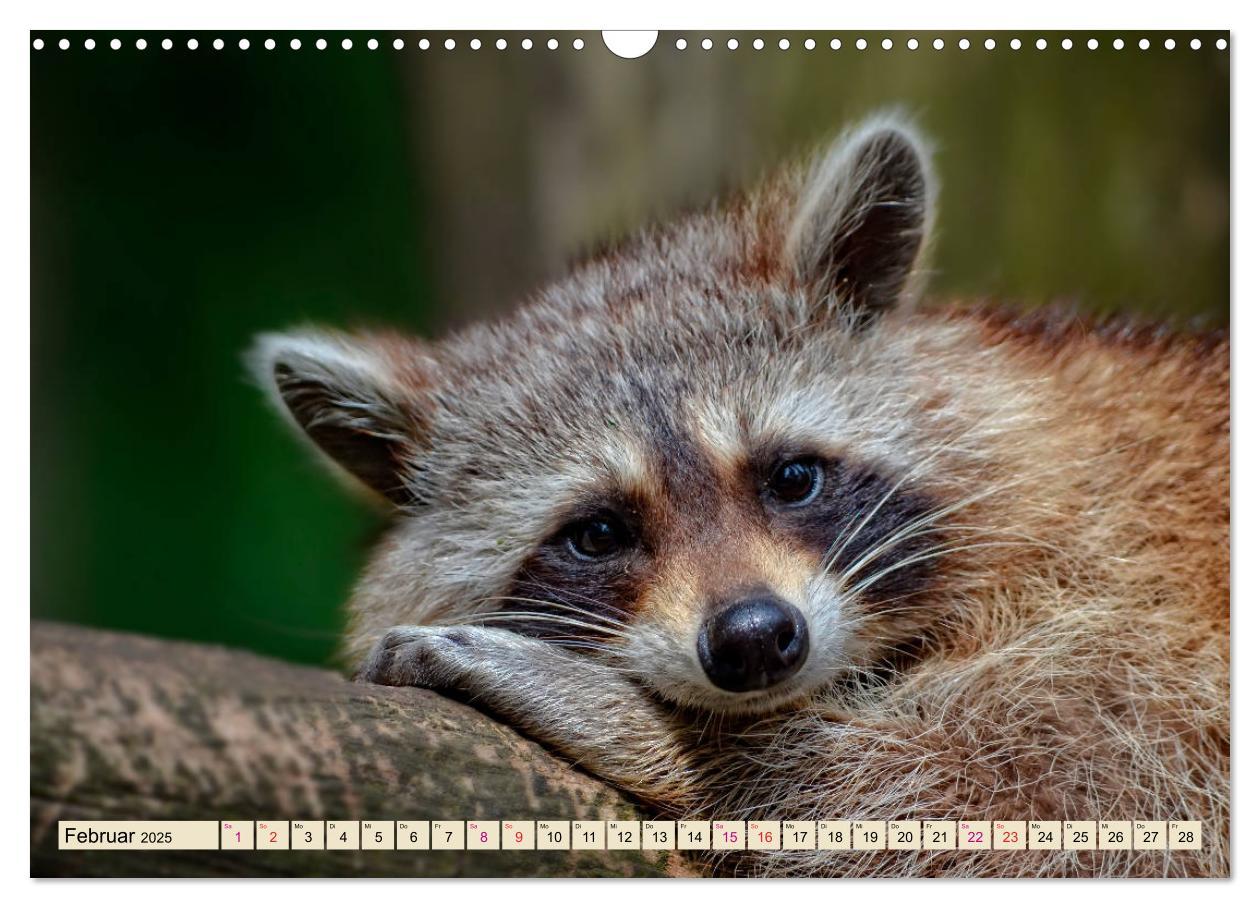 Bild: 9783435334735 | Waschbär - Niedlicher Allesfresser (Wandkalender 2025 DIN A3 quer),...