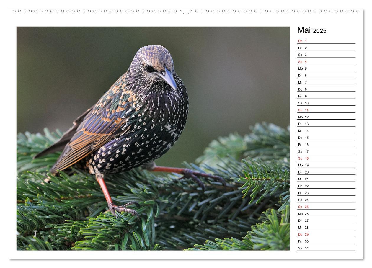 Bild: 9783435471690 | Gefiederte Freunde - Unsere heimischen Gartenvögel (Wandkalender...