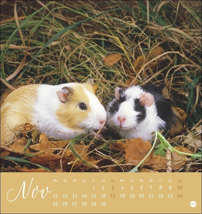 Bild: 9783756400614 | Kuschelige Meerschweinchen Postkartenkalender 2024 von Monika...