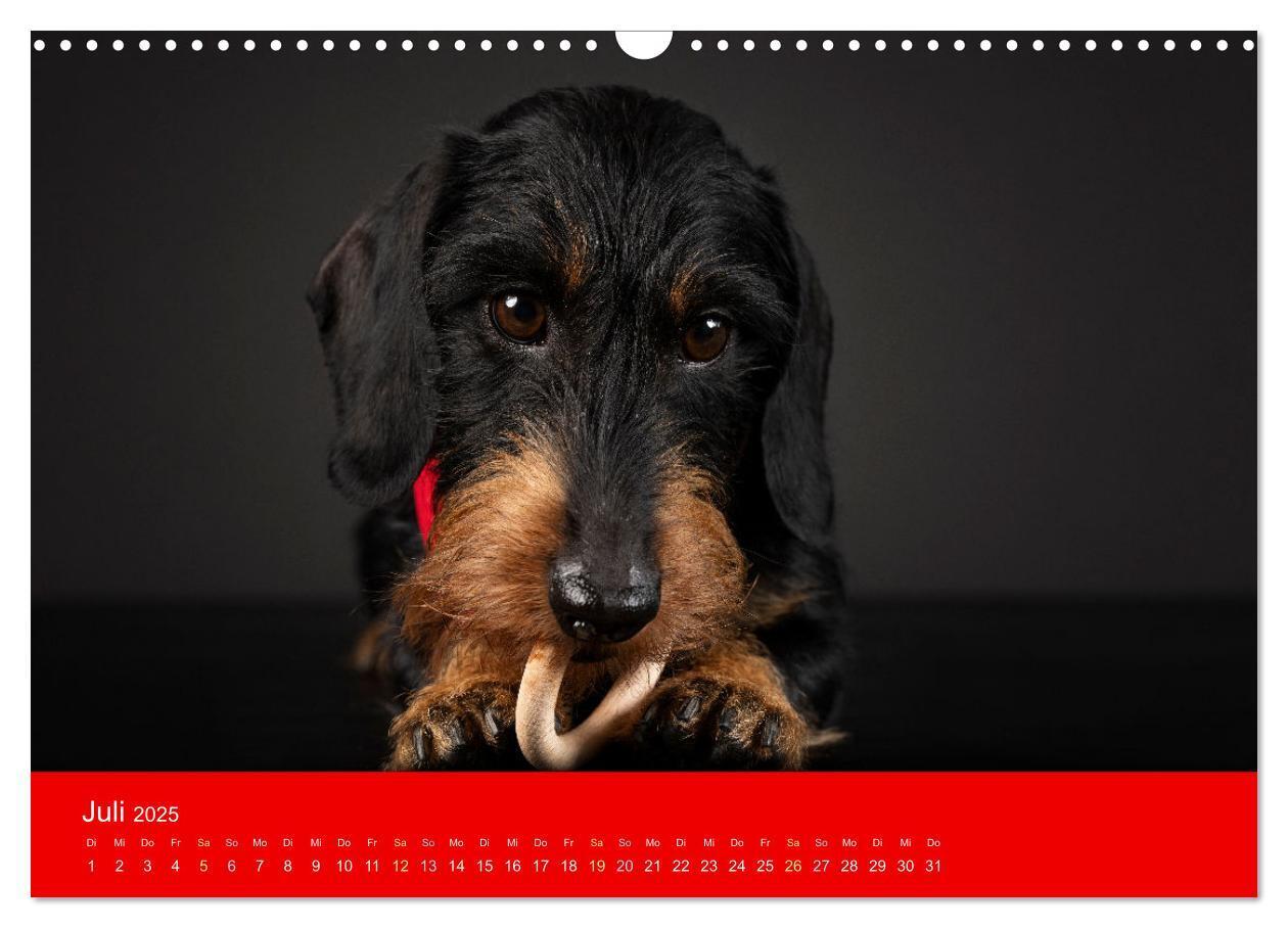 Bild: 9783435015511 | Bezaubernde Dackel (Wandkalender 2025 DIN A3 quer), CALVENDO...