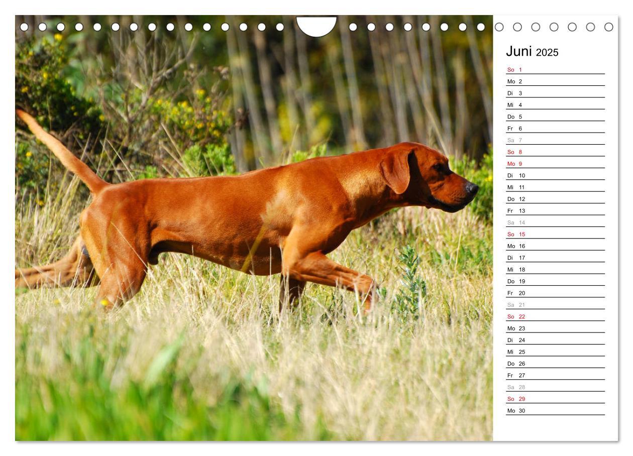 Bild: 9783435455195 | Rhodesian Ridgeback Terminkalender (Wandkalender 2025 DIN A4 quer),...