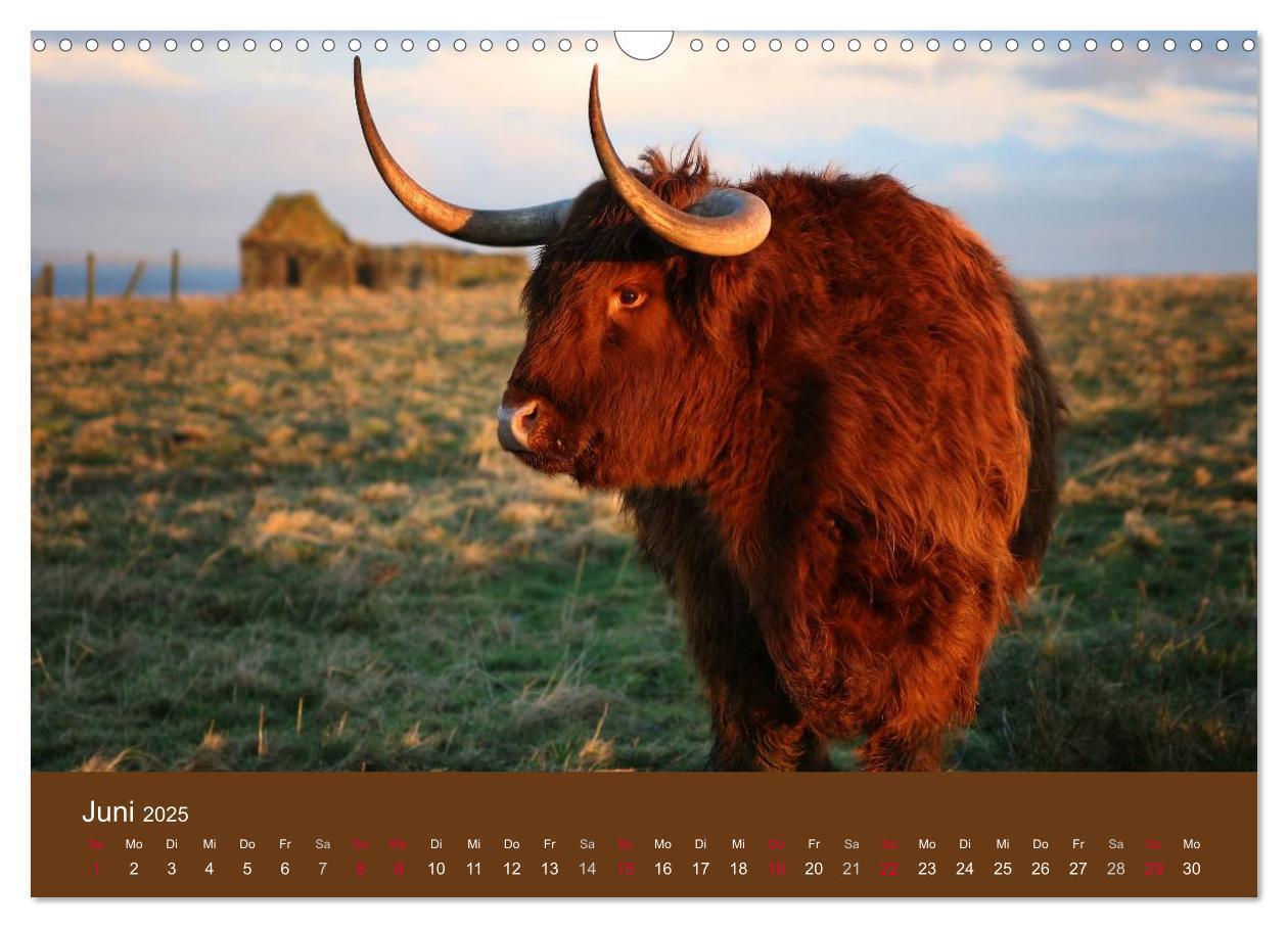 Bild: 9783435642625 | Schottische Hochlandrinder - Highland Cattle (Wandkalender 2025 DIN...