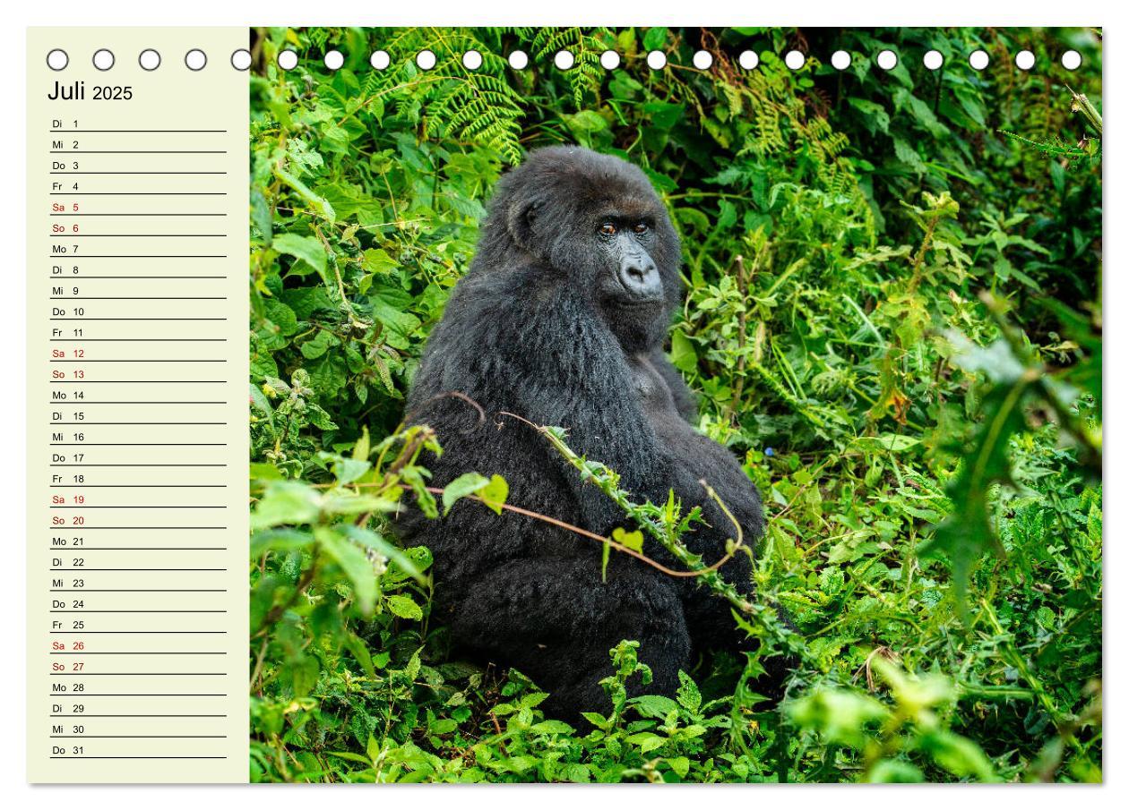 Bild: 9783435118489 | Berggorillas im Herzen Afrikas (Tischkalender 2025 DIN A5 quer),...