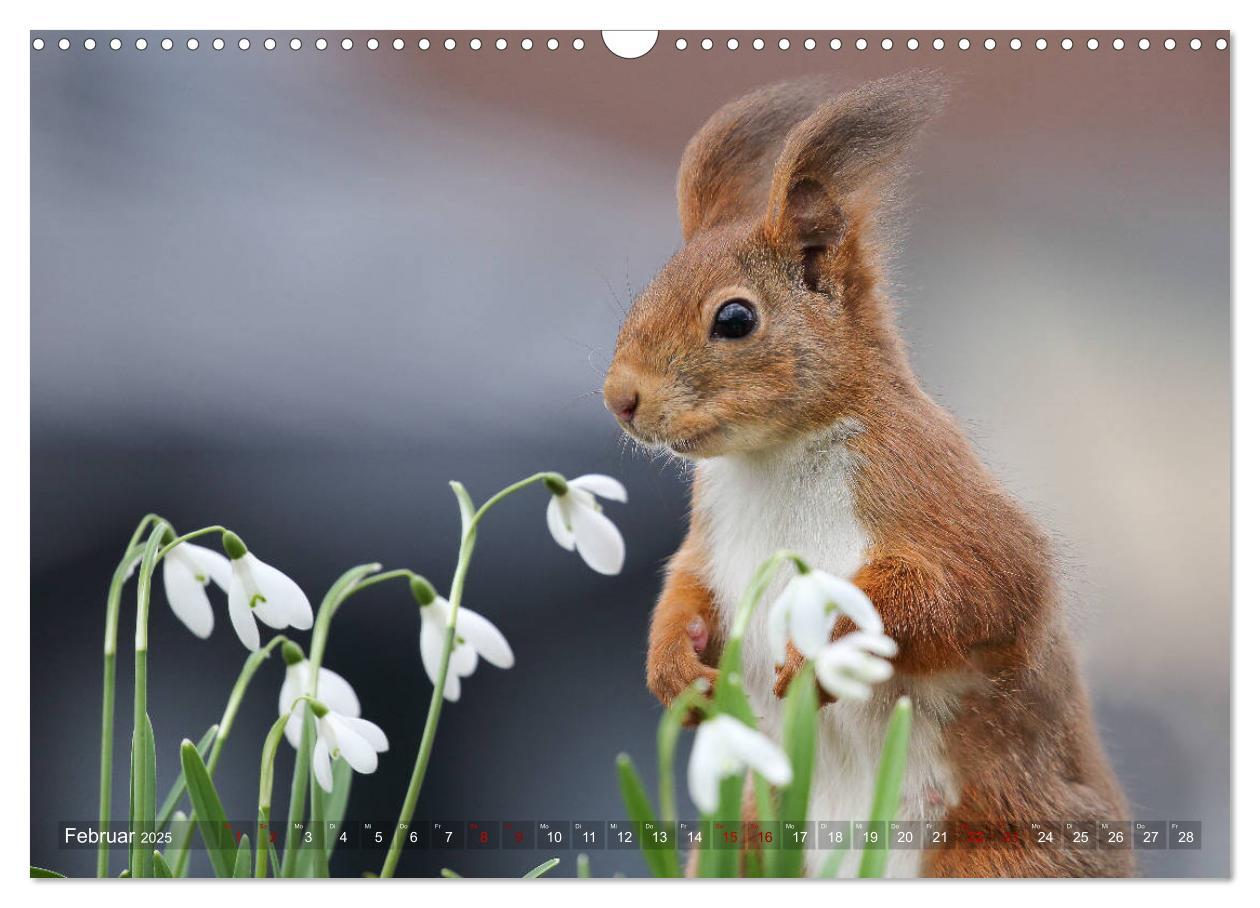 Bild: 9783435279814 | Eichhörnchen in zauberhaften Posen (Wandkalender 2025 DIN A3 quer),...