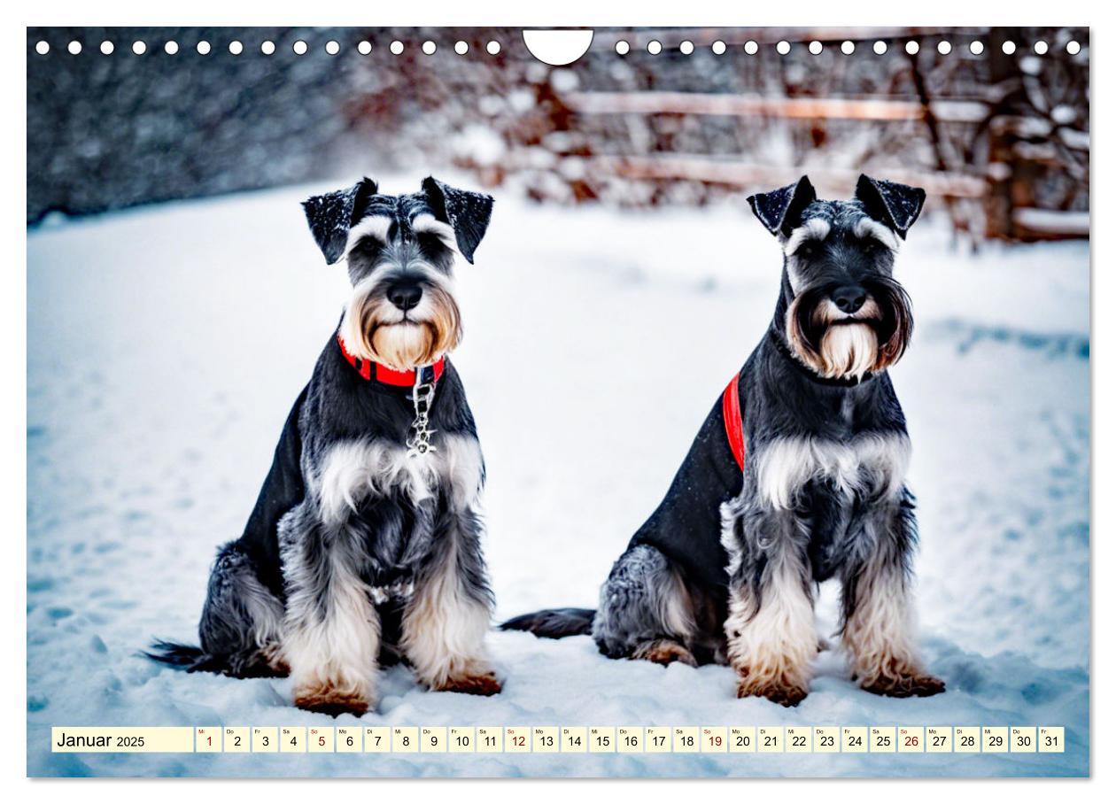 Bild: 9783457016145 | Schnauzer - vielseitige Allrounder (Wandkalender 2025 DIN A4 quer),...