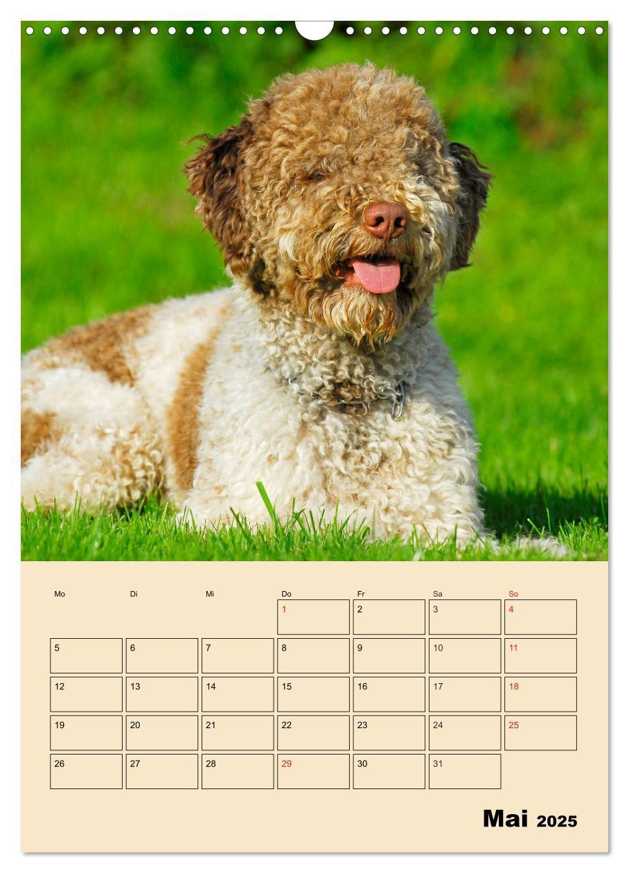 Bild: 9783435959013 | Jahresplaner Lagotto Romagnolo (Wandkalender 2025 DIN A3 hoch),...